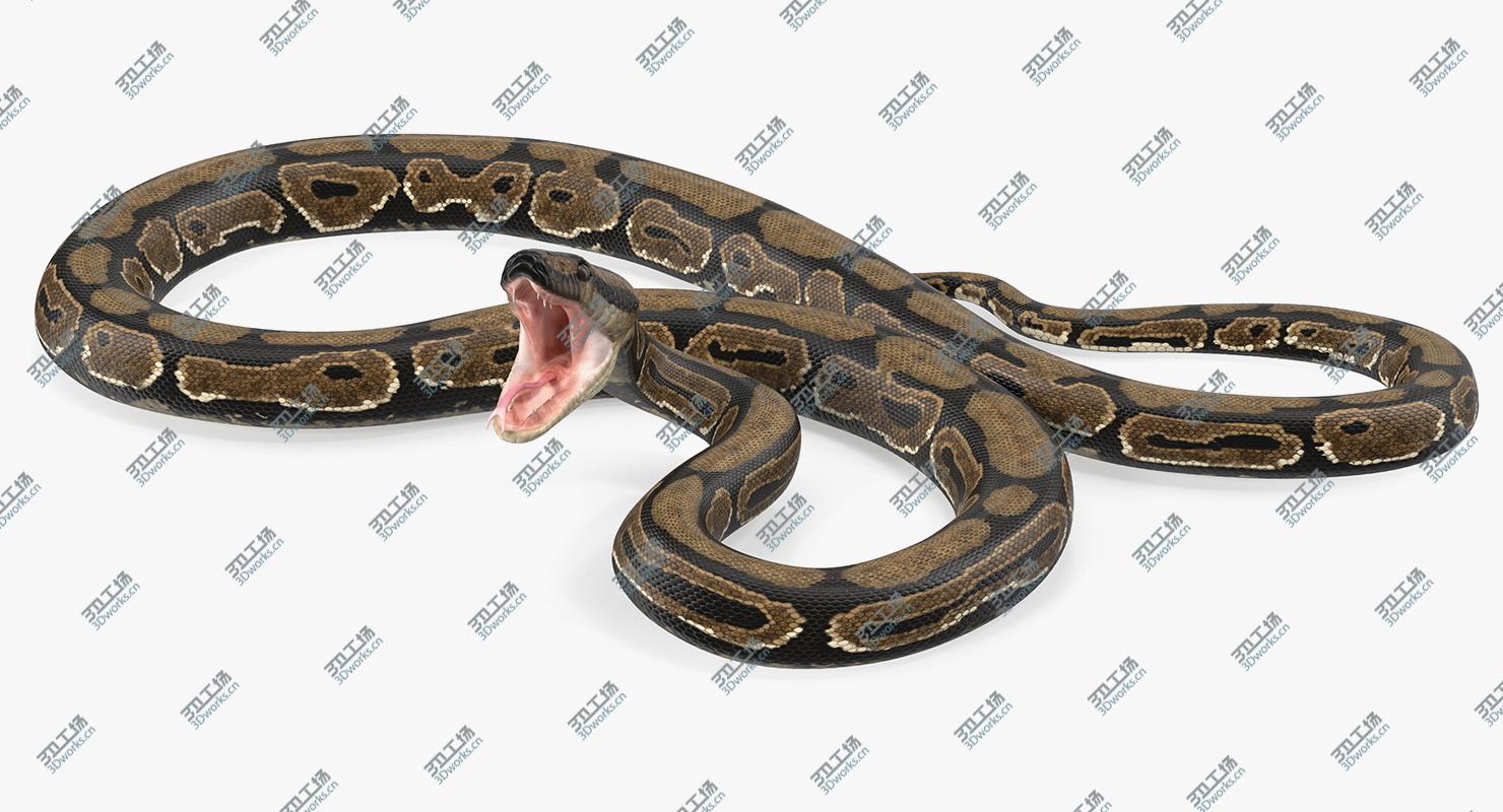 images/goods_img/202105073/3D Brown Python Snake Rigged 3D Model model/2.jpg
